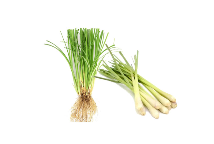 Lemon Grass Root